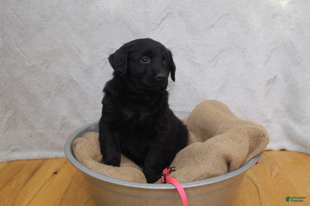 Mixed Breed dogs Pink - Ad 22