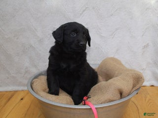 Mixed Breed dogs Pink - Ad 31