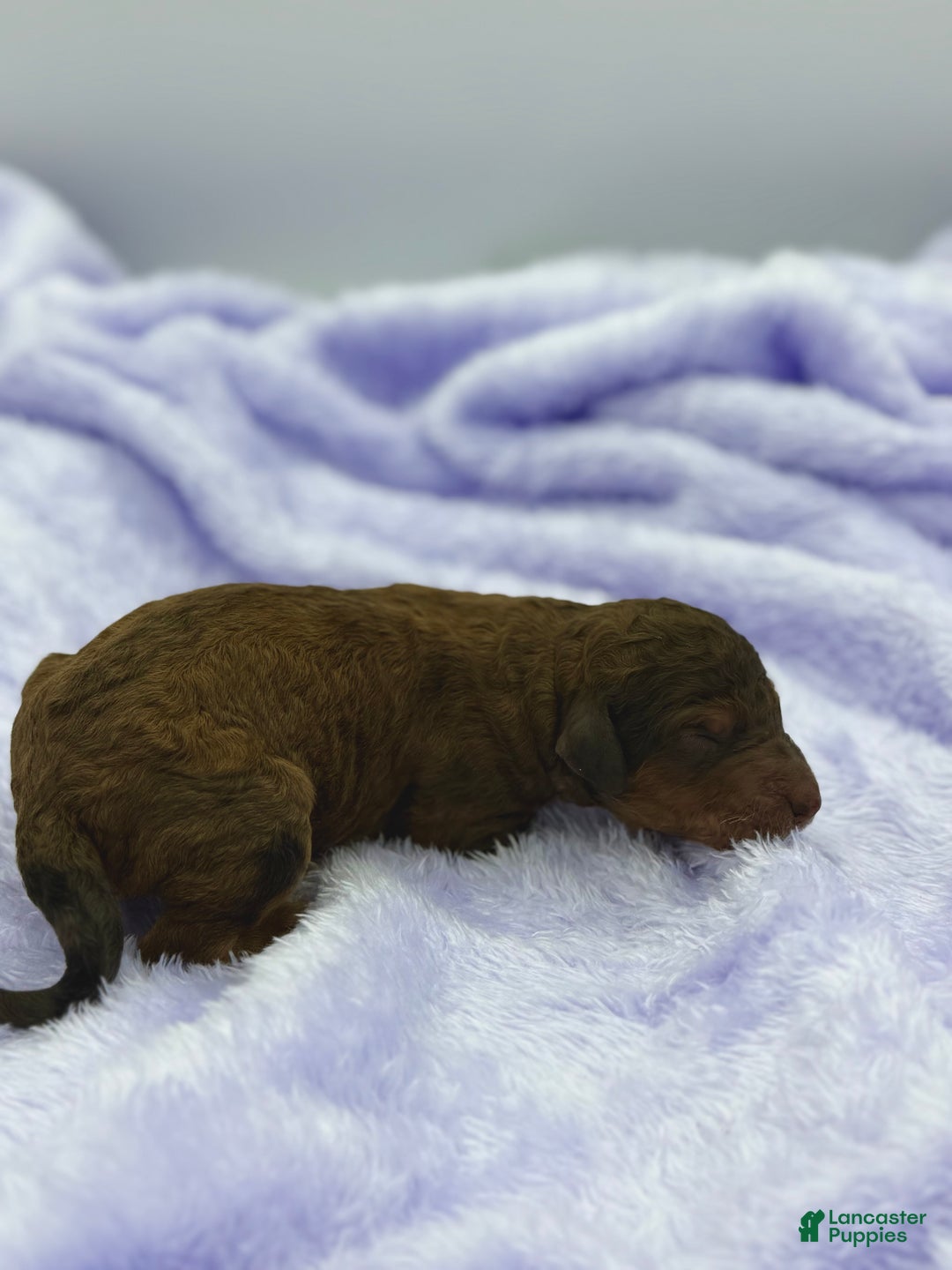 Sheepadoodle dogs for sale: Butterscotch - Ad 7