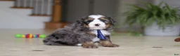 Mini Bernedoodle dogs for sale: Vance - Ad 3