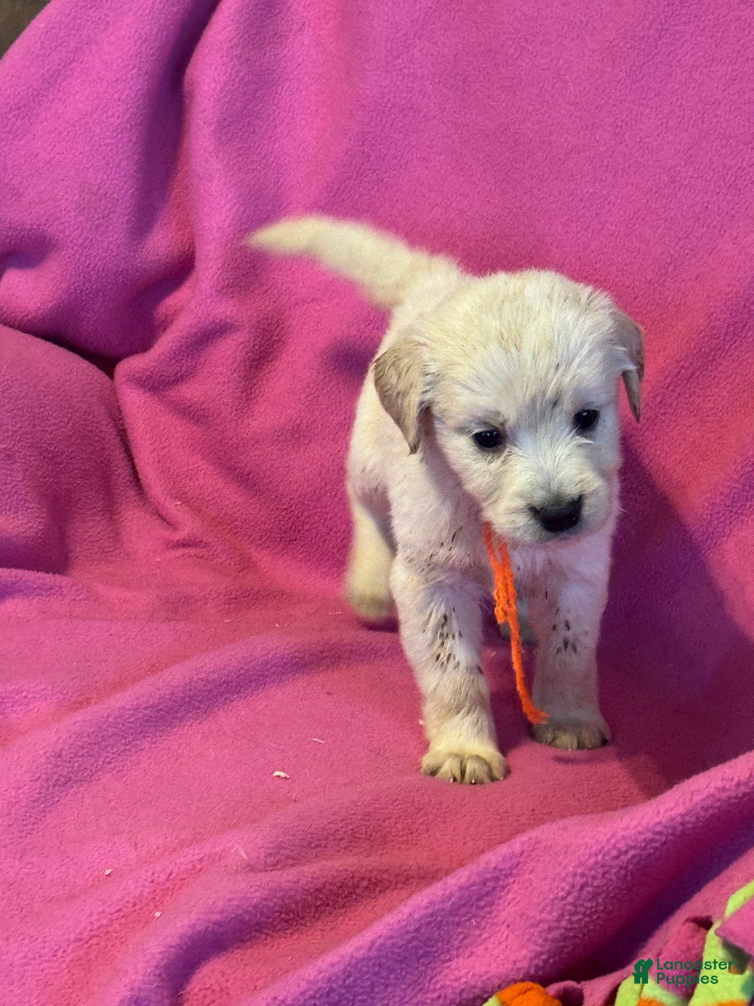 Golden Retriever dogs for sale: Orange female - Penny  - Ad 4