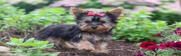 Yorkshire Terrier dogs for sale: Fiona - Ad 7