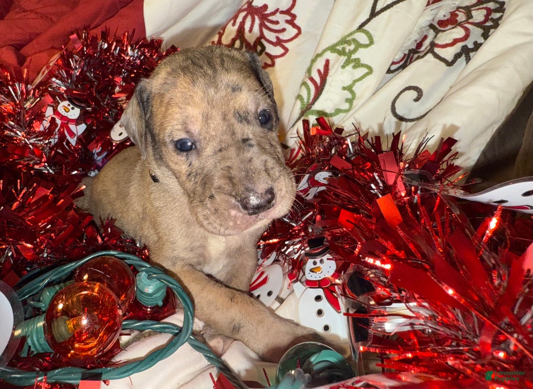 Great Dane dogs for sale: Latte - Ad 1