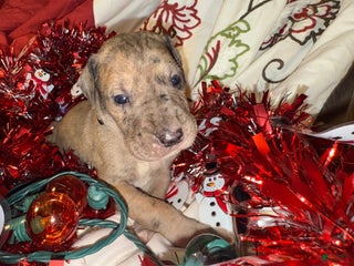 Great Dane dogs Latte - Ad 40