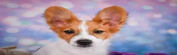 Papillon dogs for sale: Ace - Ad 9