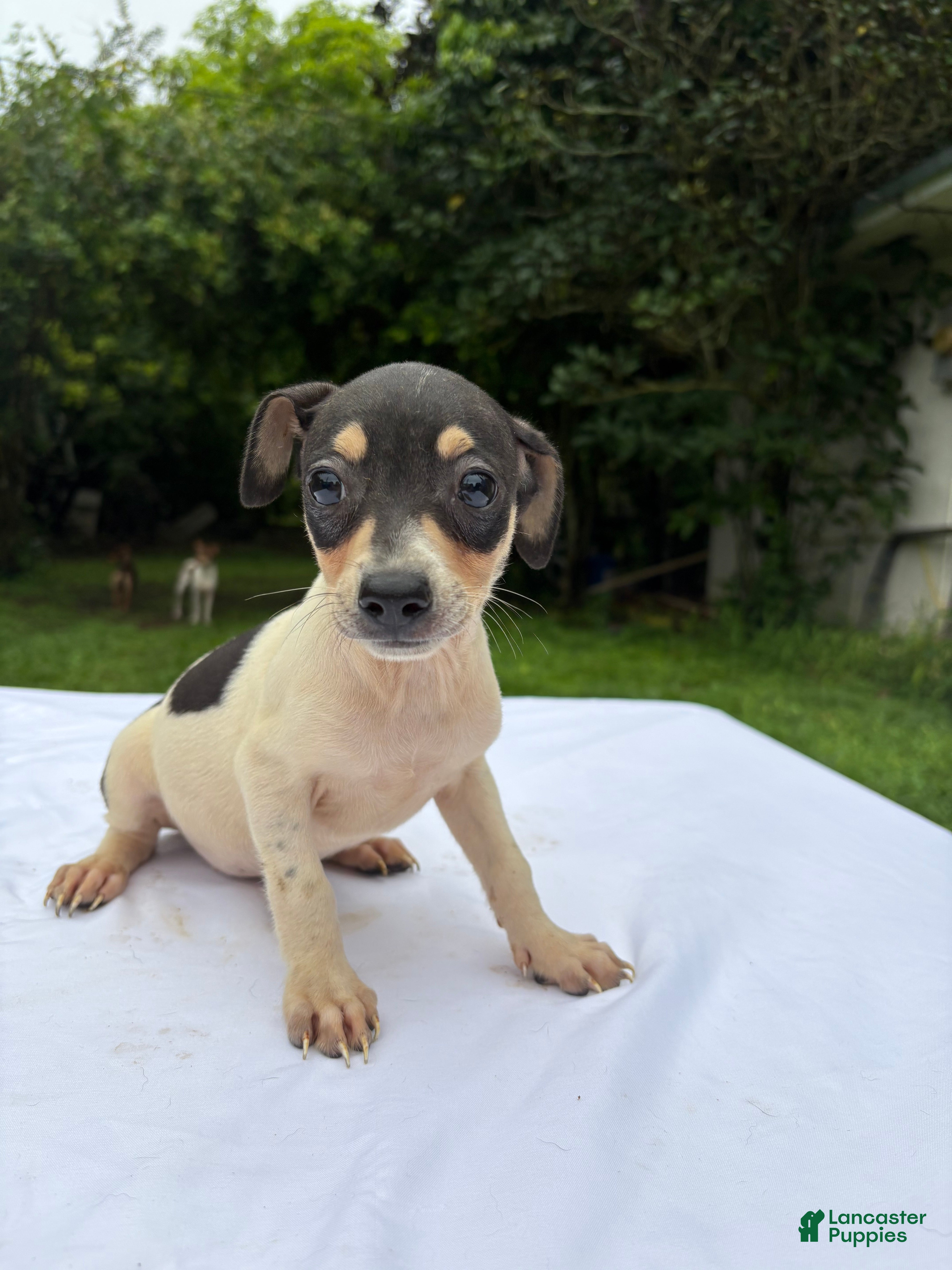 Rat Terrier (Rat Terrier, Female) in Miami, FL