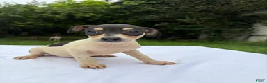 Rat Terrier 1