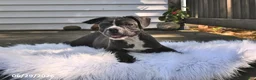 Frenchton dogs for sale: Rover - Ad 8