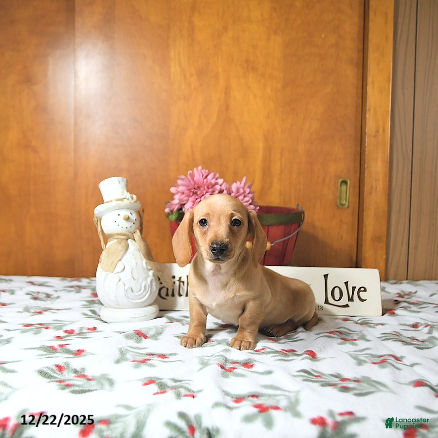 Miniature Dachshund dogs Benny - Ad 1