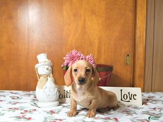 Miniature Dachshund dogs Benny - Ad 1