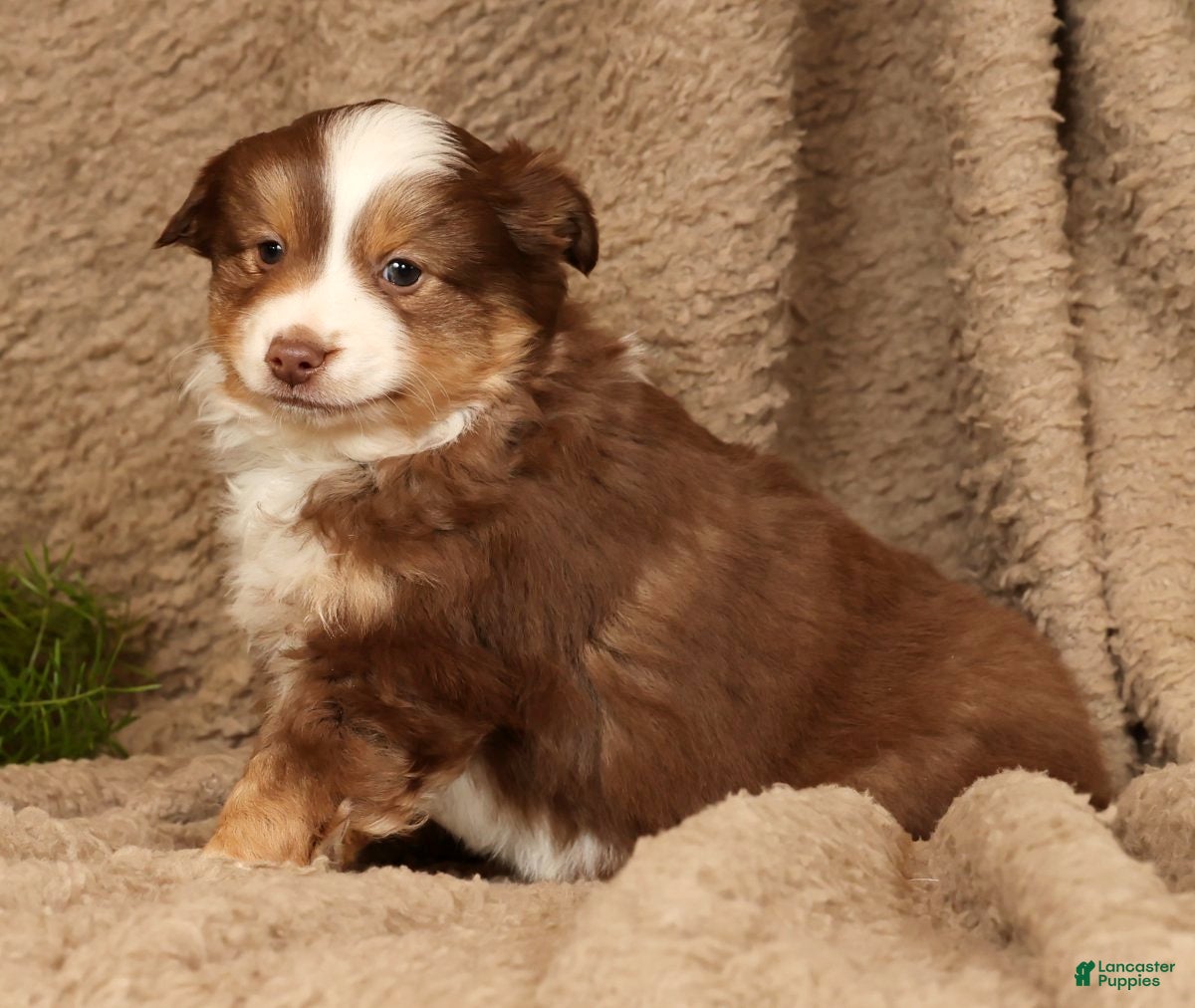 Miniature Australian Shepherd dogs Deacon - Ad 5