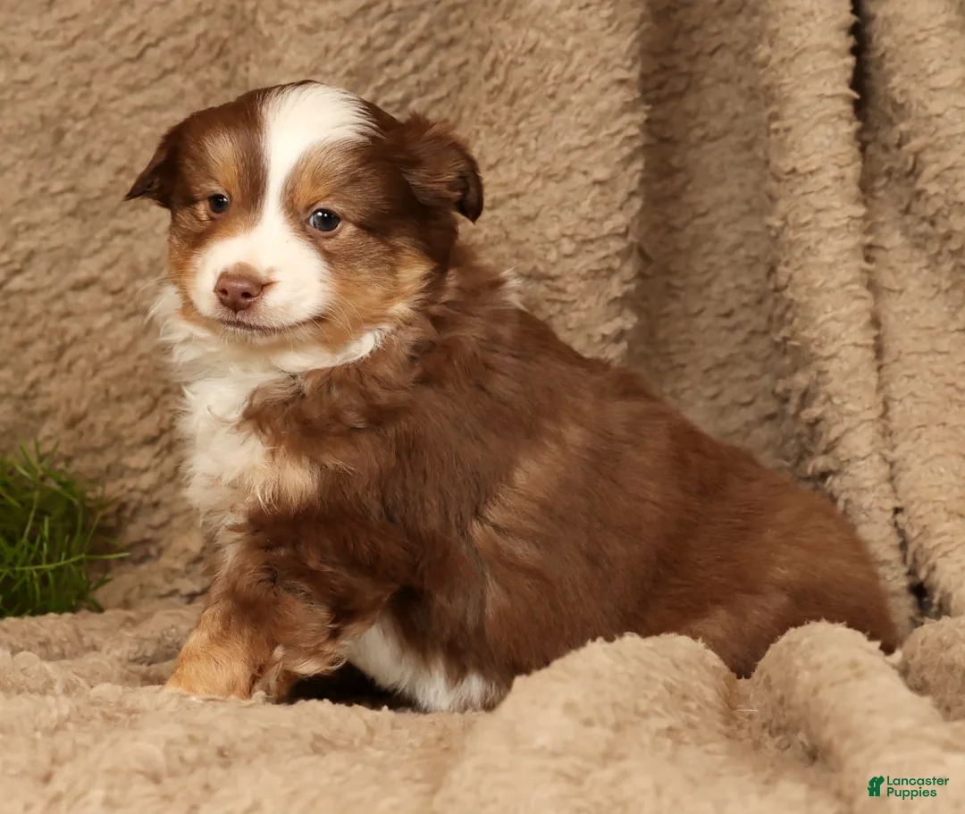 Miniature Australian Shepherd dogs for sale: Deacon - Ad 1