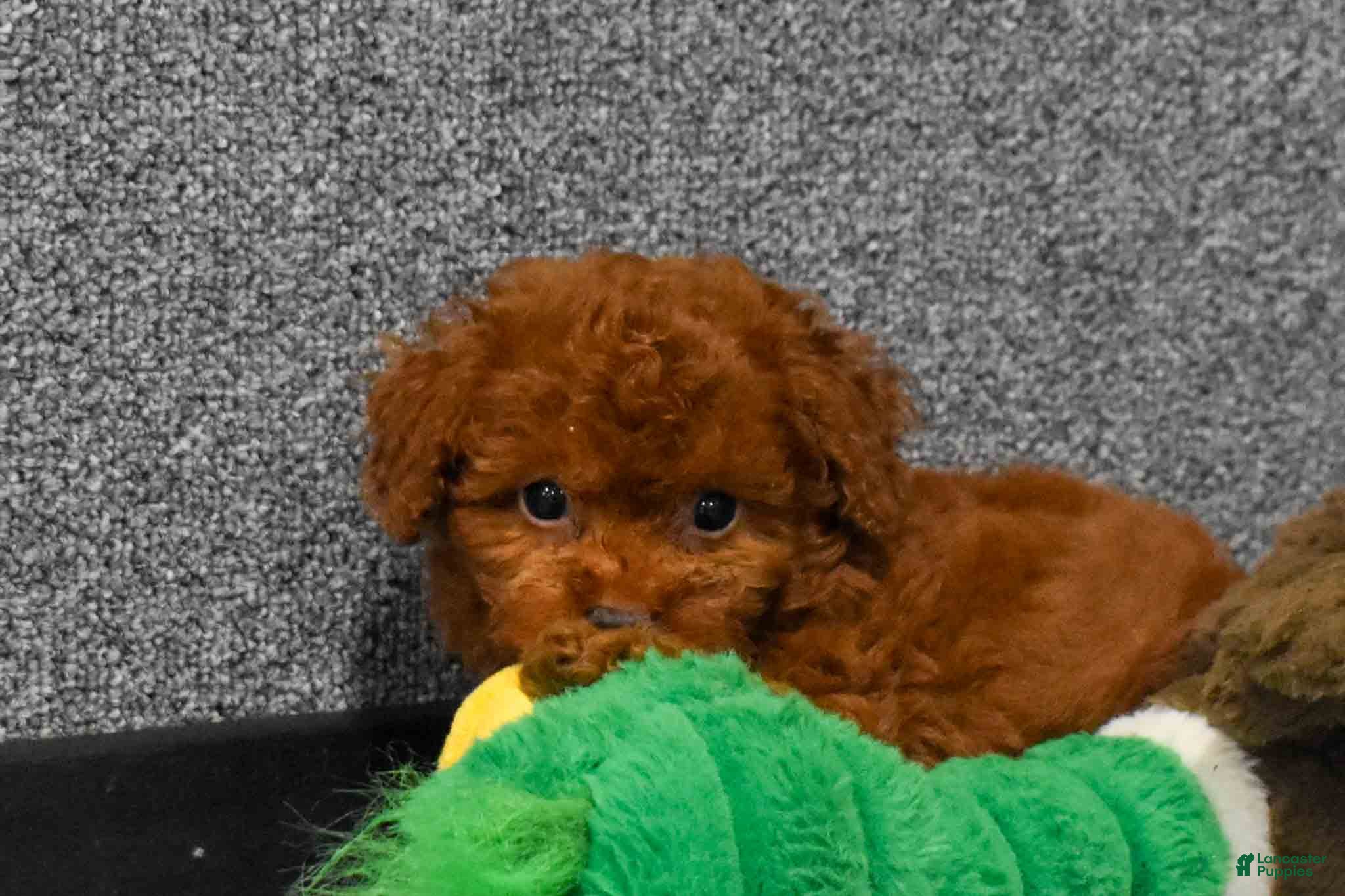 Miniature Poodle dogs Loren💙 - Ad 2