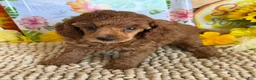 Miniature Poodle dogs for sale: Flannigan - Ad 4