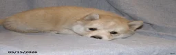Pomsky dogs for sale: Ava - Ad 3