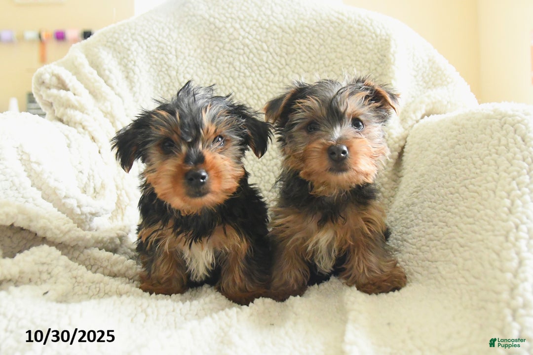 Yorkshire Terrier dogs for sale: Smokey  - Ad 3