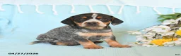 Mixed Breed dogs for sale: Justin - Ad 2