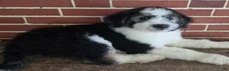 Aussiedoodle dogs for sale: BRODY - Ad 12