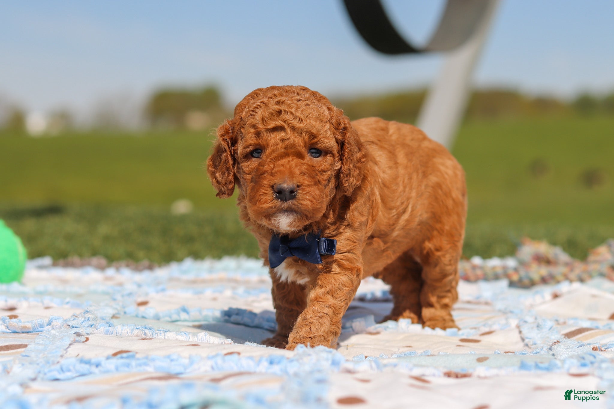 Mini Goldendoodle dogs for sale: Carter - Ad 2