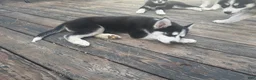 Siberian Husky dogs for sale: Princess - Ad 13