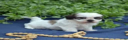Shih Tzu dogs for sale: Cocoa  - Ad 6