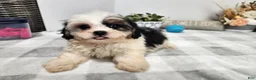 Teddy Bear dogs for sale: Claude - Ad 9