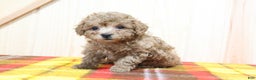 Bichpoo dogs for sale: Blaize - Ad 4