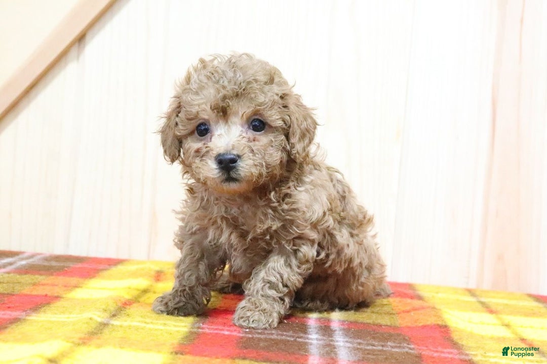 Bichpoo dogs for sale: Blaize - Ad 4