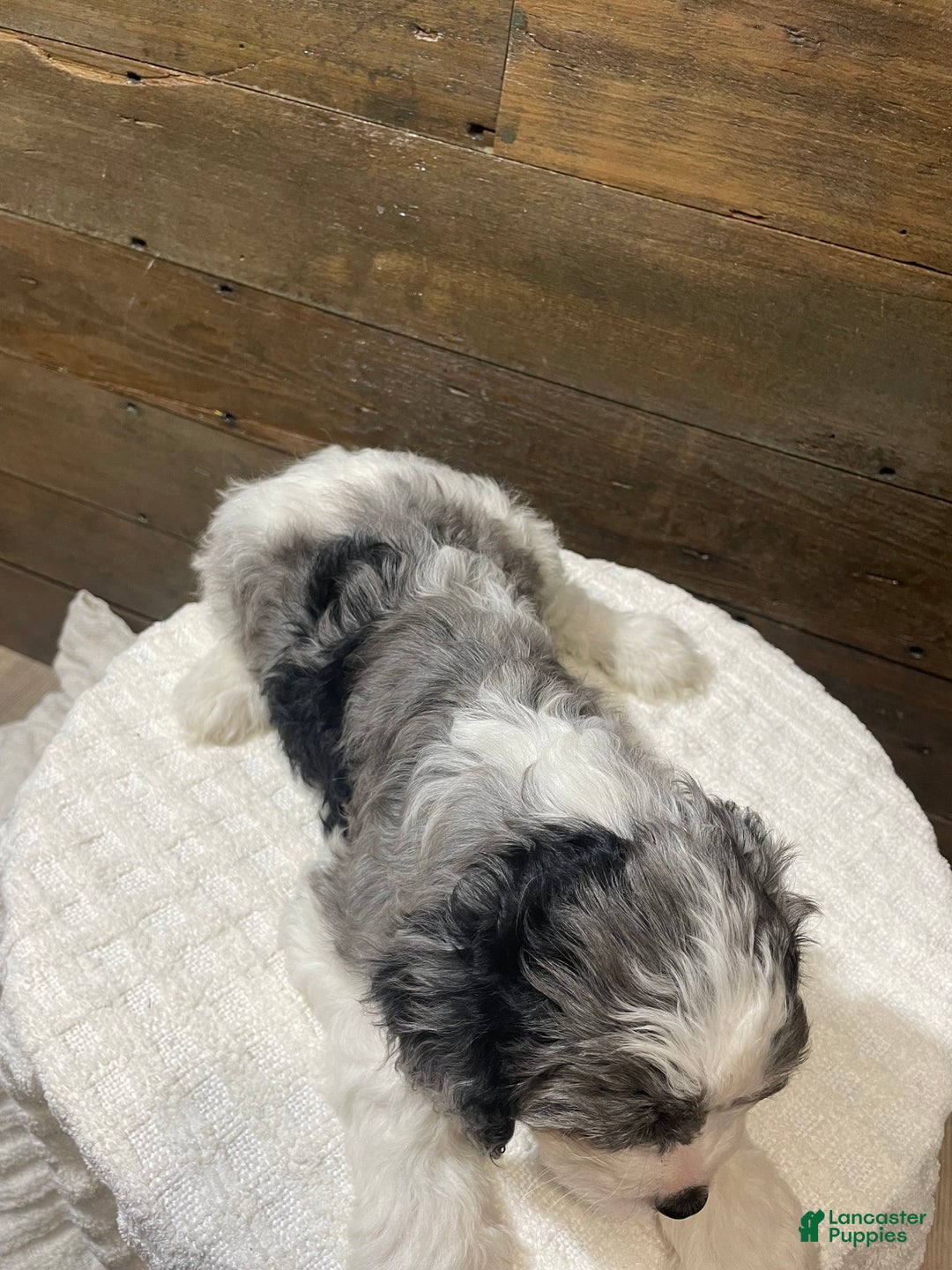 Cavapoo dogs for sale: Leo - Ad 4