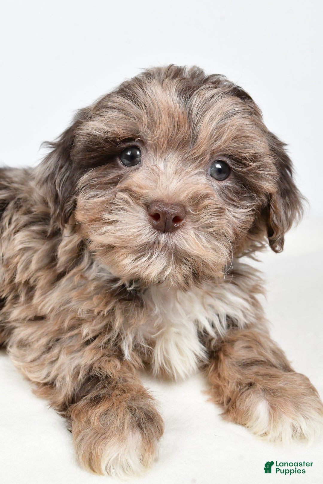 Shihpoo dogs for sale: Jordan - Ad 5