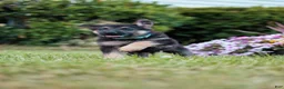 German Shepherd dogs for sale: Roxy - Ad 4