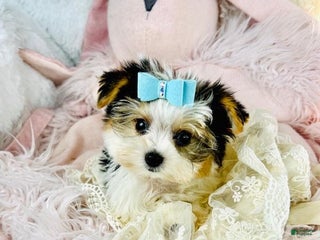 Yorkshire Terrier dogs - Ad 22