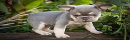 French Bulldog dogs for sale: 🐾 Meet Kingston — A Happy Little Frenchie with Plenty of Love to Give! 🐾 - Ad 14