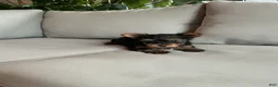 Yorkshire Terrier dogs for sale: Sophie - Ad 3