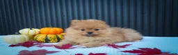 Pomeranian dogs for sale: 🐾 Meet Rosco — A Bouncy Little Ball of Fluff! 🐾 - Ad 7
