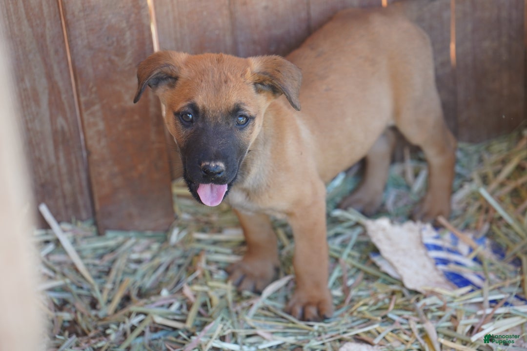 Belgian Malinois dogs for sale: Mali M fawn - Ad 4