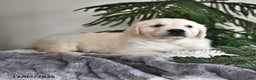 Golden Retriever dogs for sale: Winter - Ad 2
