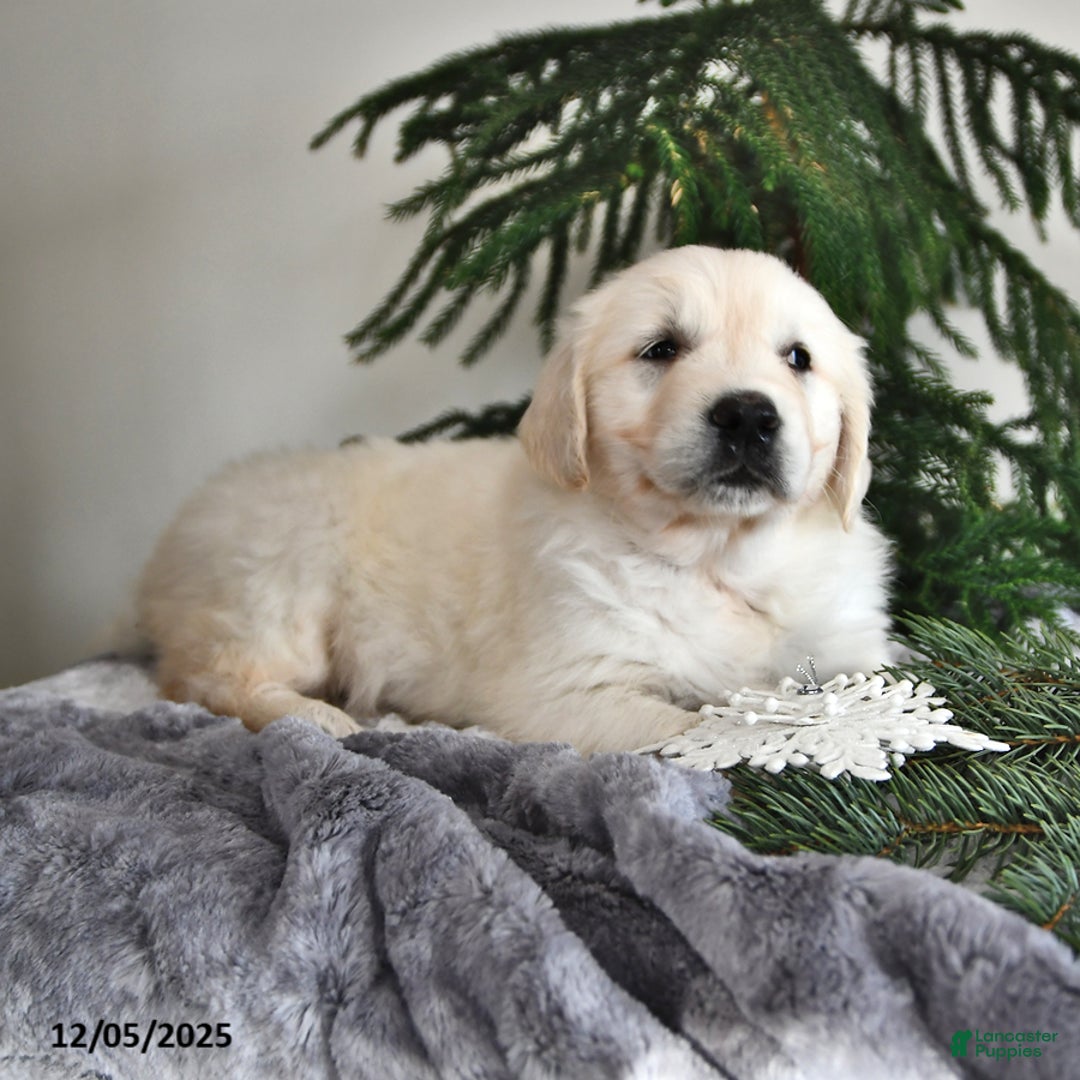 Golden Retriever dogs for sale: Winter - Ad 2