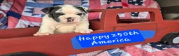 Olde English Bulldogge dogs for sale: Ginger - Ad 3