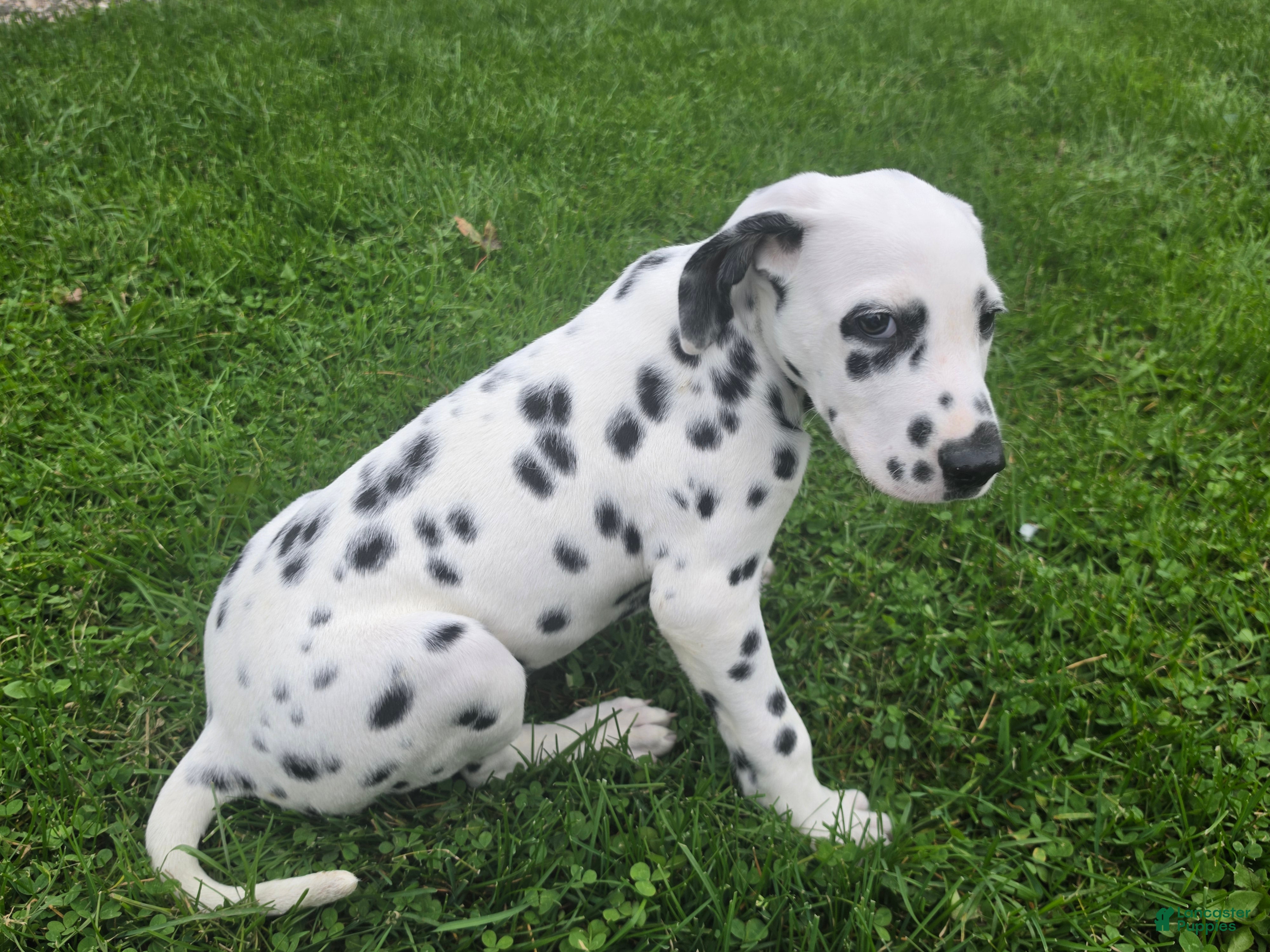 Dalmatian