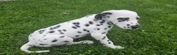 Dalmatian dogs for sale: Dalmatian Female 2 - Ad 1