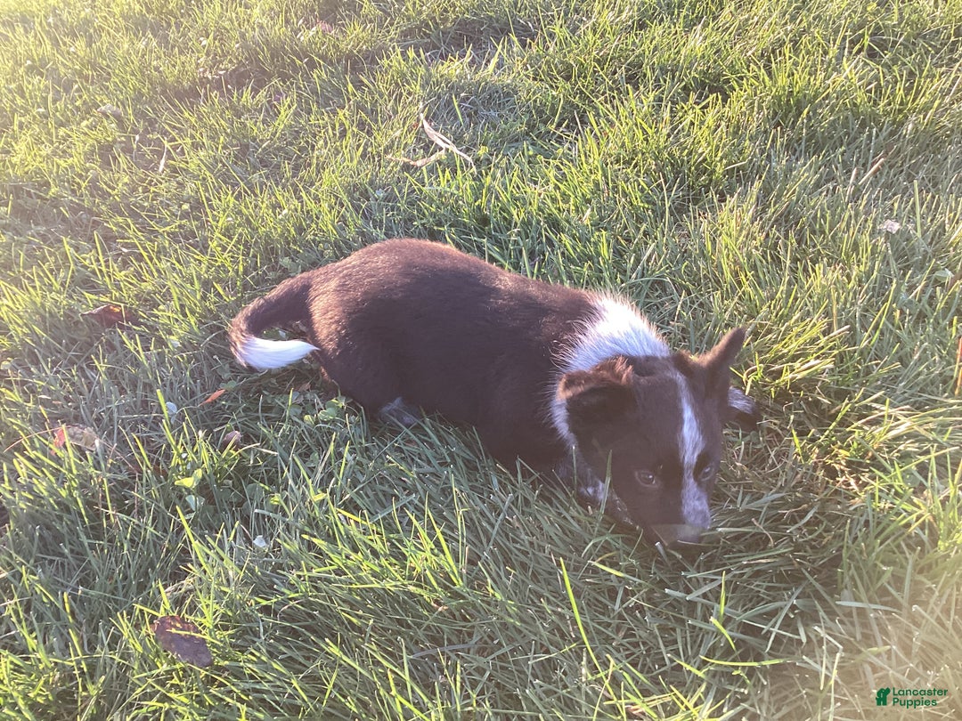 Mixed Breed dogs for sale: Alexis - Ad 2