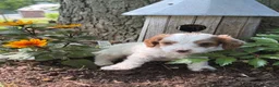 Cavapoo dogs for sale: Casper  - Ad 13