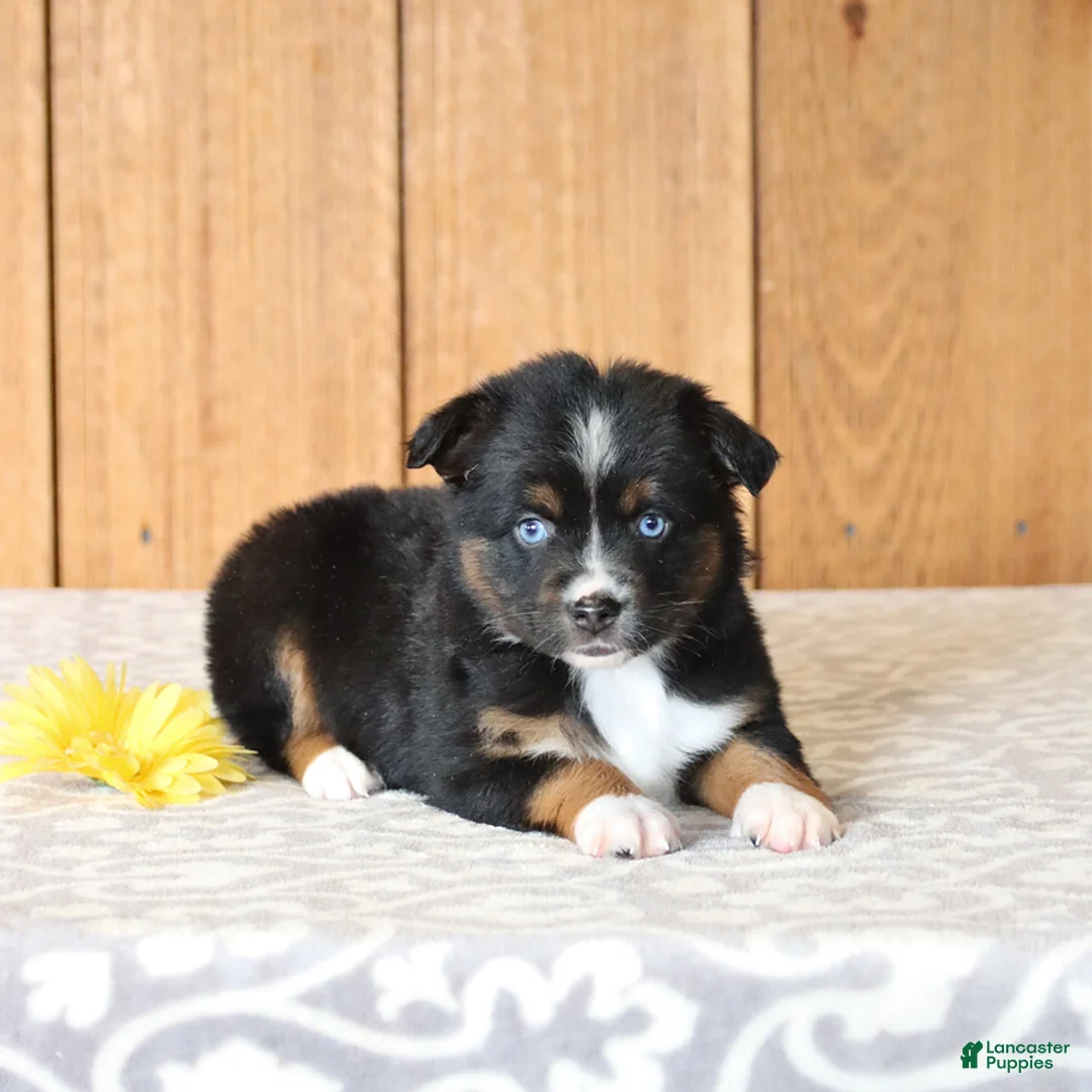 Miniature Australian Shepherd dogs for sale: Della - Ad 4