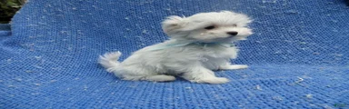 Vinny