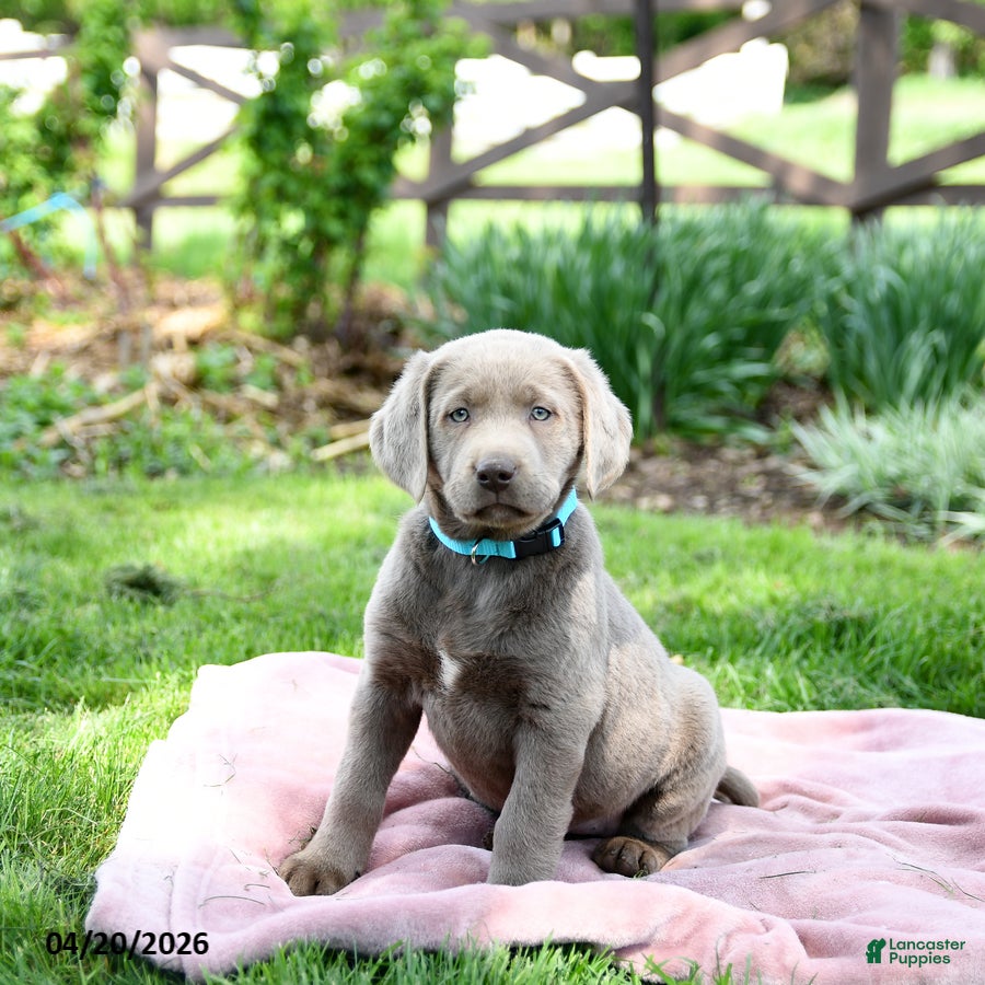 Labrador Retriever dogs Eliza - Ad 1