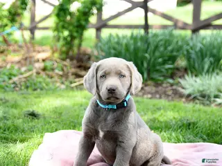 Labrador Retriever dogs for sale: Eliza - Ad 3