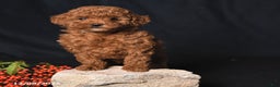 Toy Poodle dogs for sale: Ginger - Ad 4