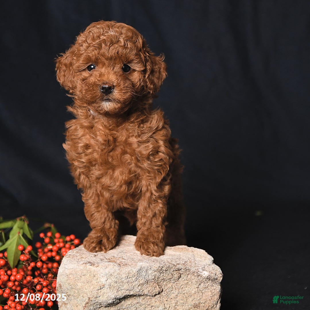 Toy Poodle dogs for sale: Ginger - Ad 4