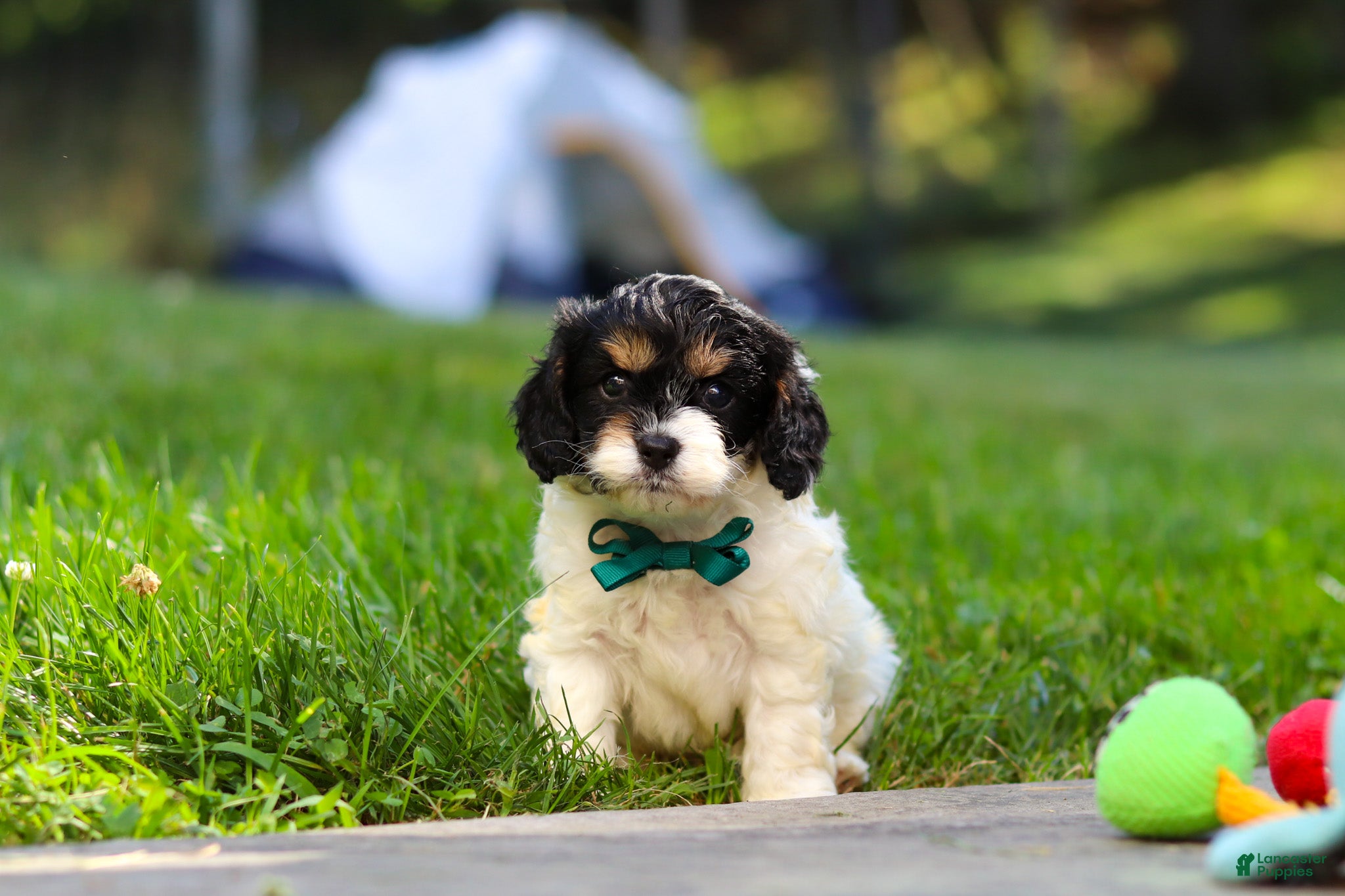 Cavapoo dogs Rubble - Ad 2